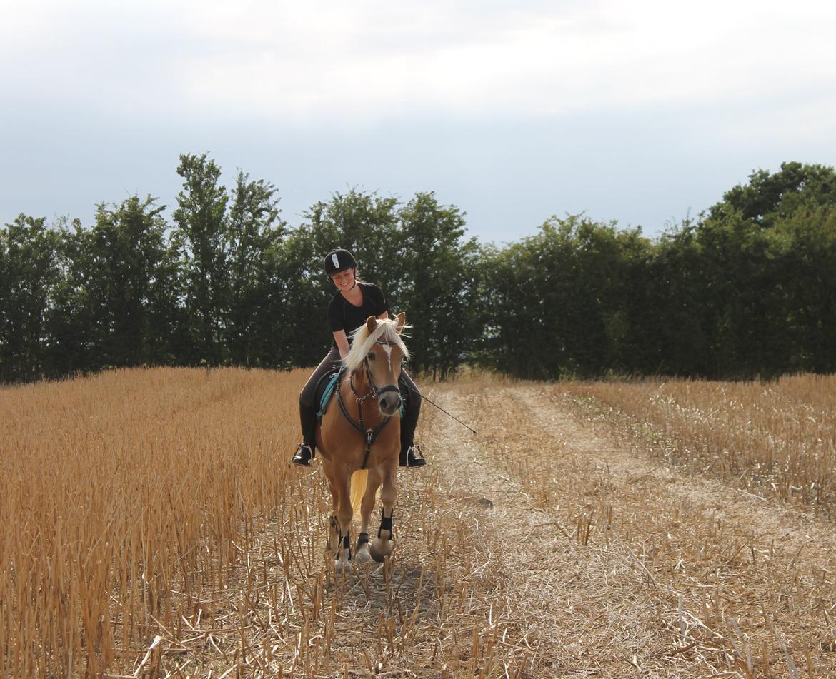 Haflinger Mille Skov - En tur på stubmarken d. 4/8-14 <3 billede 1