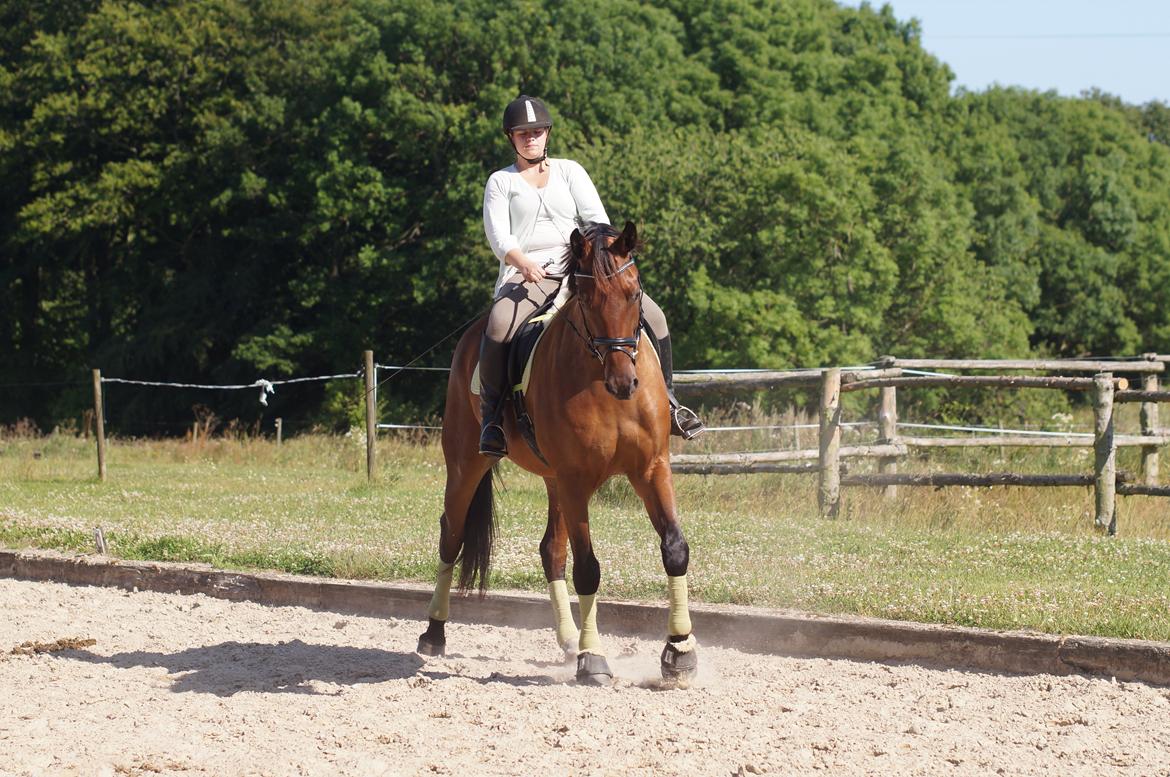 Dansk Varmblod Monty af Dandanell *SOLGT* billede 3