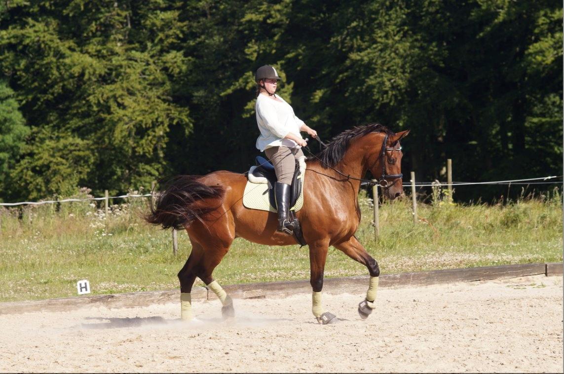 Dansk Varmblod Monty af Dandanell *SOLGT* billede 1