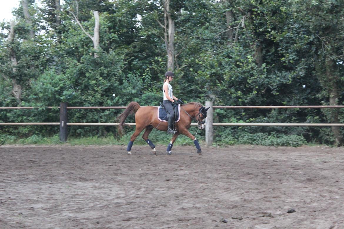 Arabisk fuldblod (OX) Stuntvil OX - Ridelejr 2014 sommer!! <3 Vildt fedt! billede 17