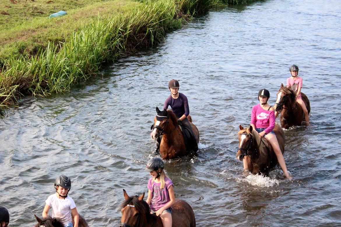 Arabisk fuldblod (OX) Stuntvil OX - Vandet for første gang!! <3 2014 billede 18