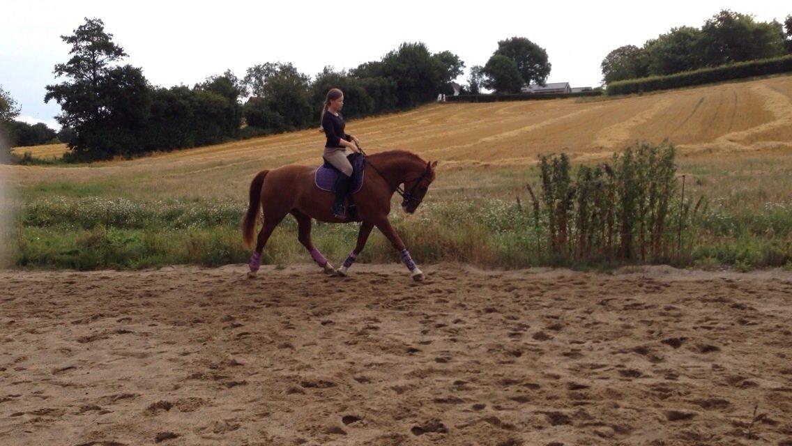 Frederiksborg Tastum Queen billede 12