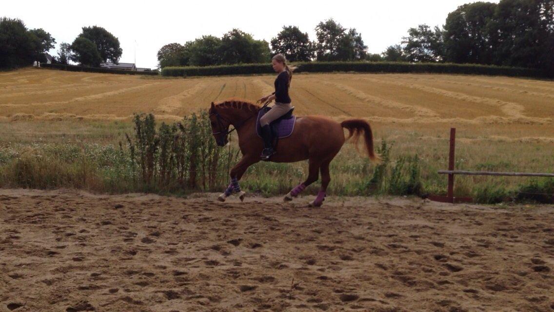 Frederiksborg Tastum Queen billede 14