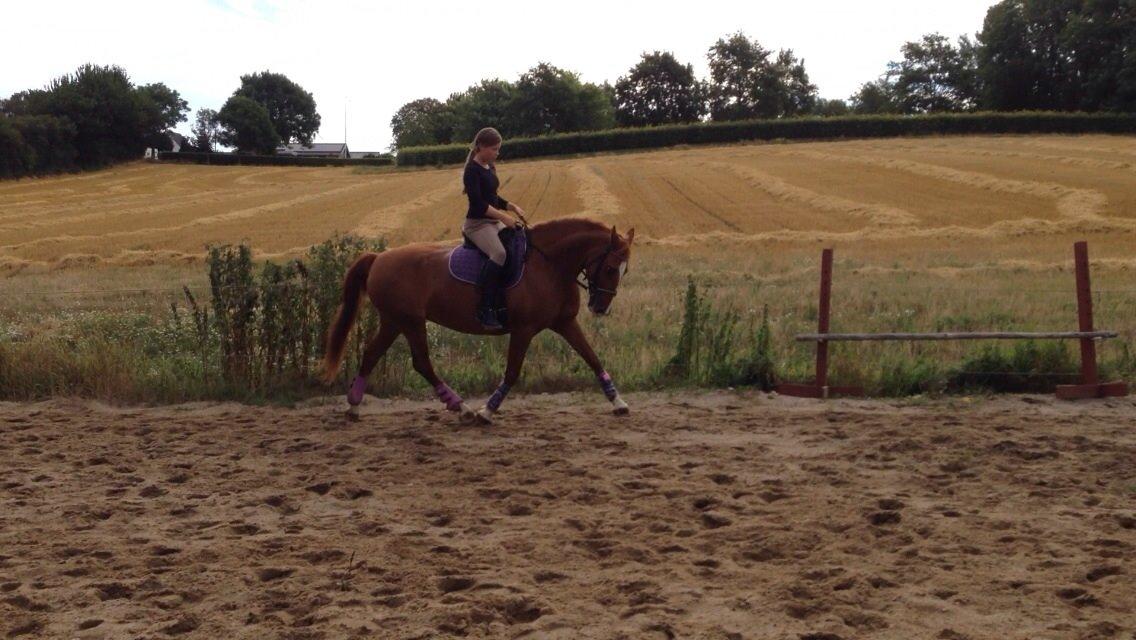 Frederiksborg Tastum Queen billede 15