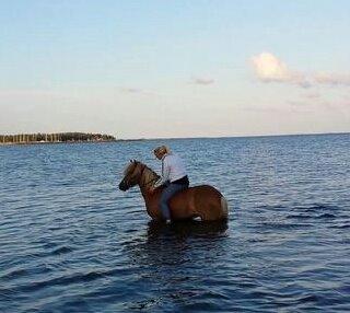 Islænder Fína fra Thorup.<3 billede 24