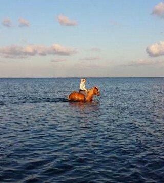 Islænder Fína fra Thorup.<3 billede 25