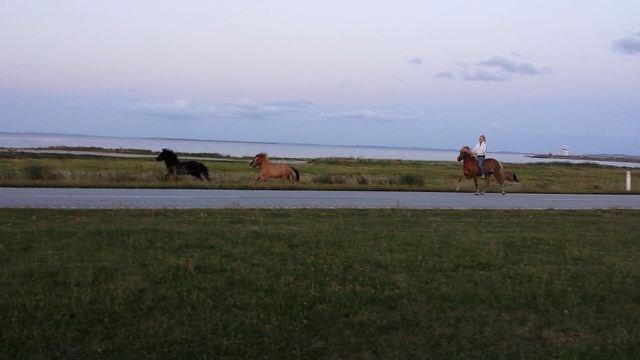 Islænder Fína fra Thorup.<3 billede 26