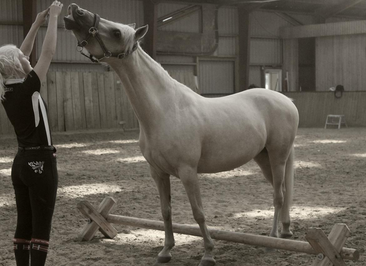 DSP Attention - Smiiiil billede 19