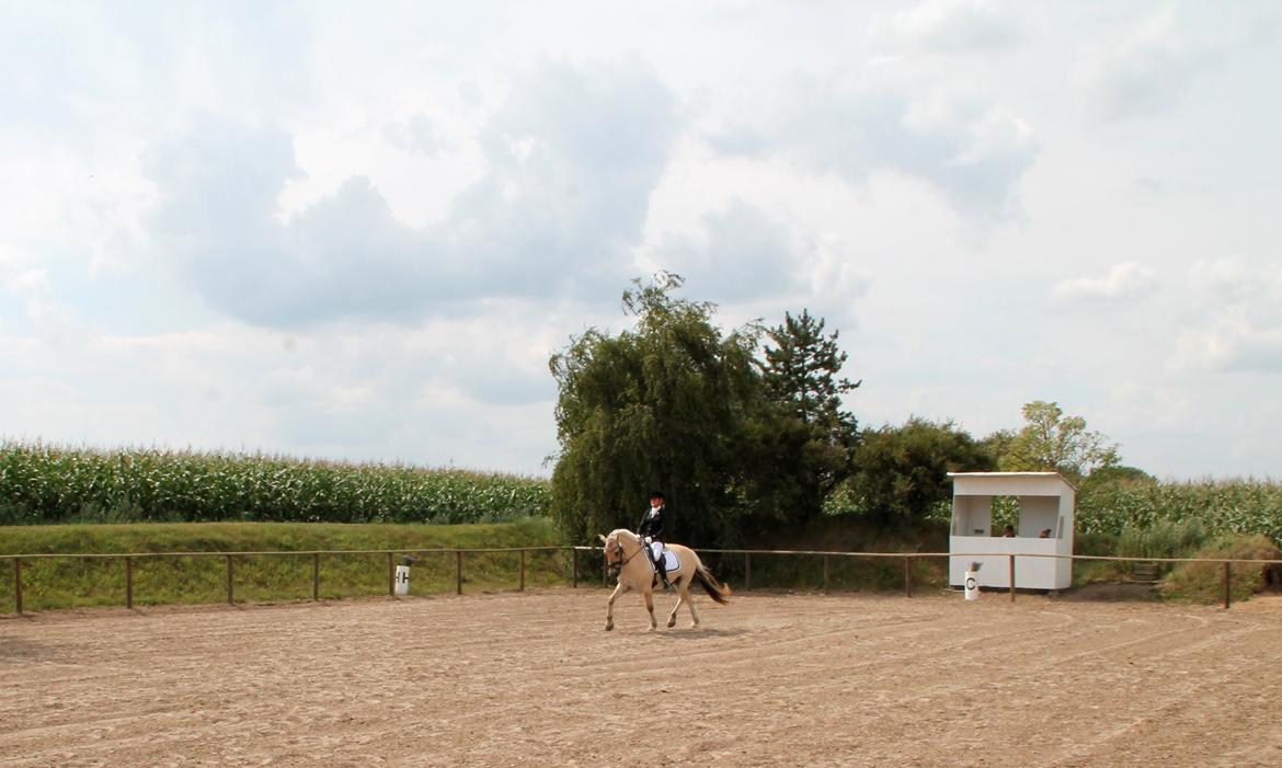 Fjordhest Atlet Bjergby - DM for fjordheste 2014 - Junior dressur billede 7