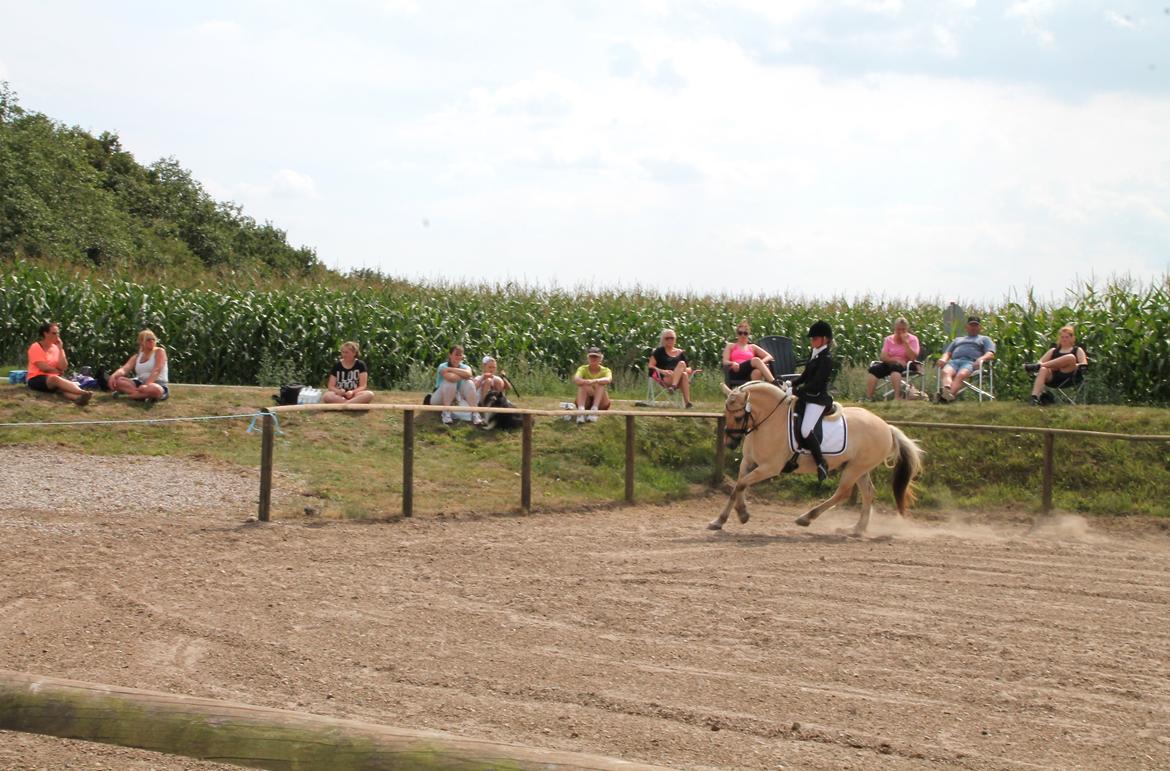 Fjordhest Atlet Bjergby - DM for fjordheste 2014 - Junior dressur billede 5