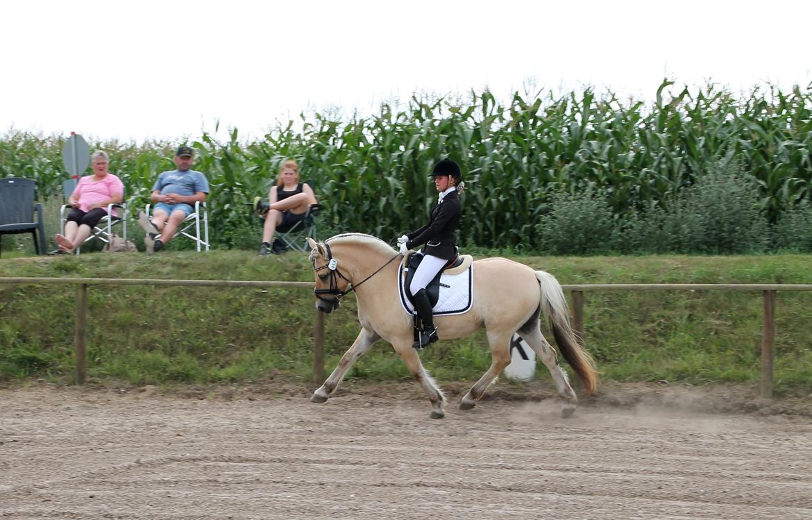 Fjordhest Atlet Bjergby - DM for fjordheste 2014 - Junior dressur billede 3