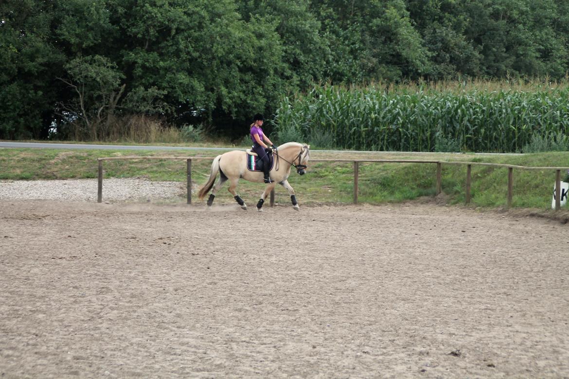 Fjordhest Atlet Bjergby - DM for fjordheste 2014 - Junior dressur, træning på Birken billede 17
