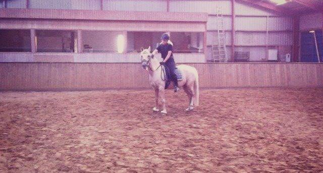 DSP Attention - Det går fremad :-D Attention har nu travet 2 gange med rytter på i longe, og kan nu også selv skridte rundt! billede 18