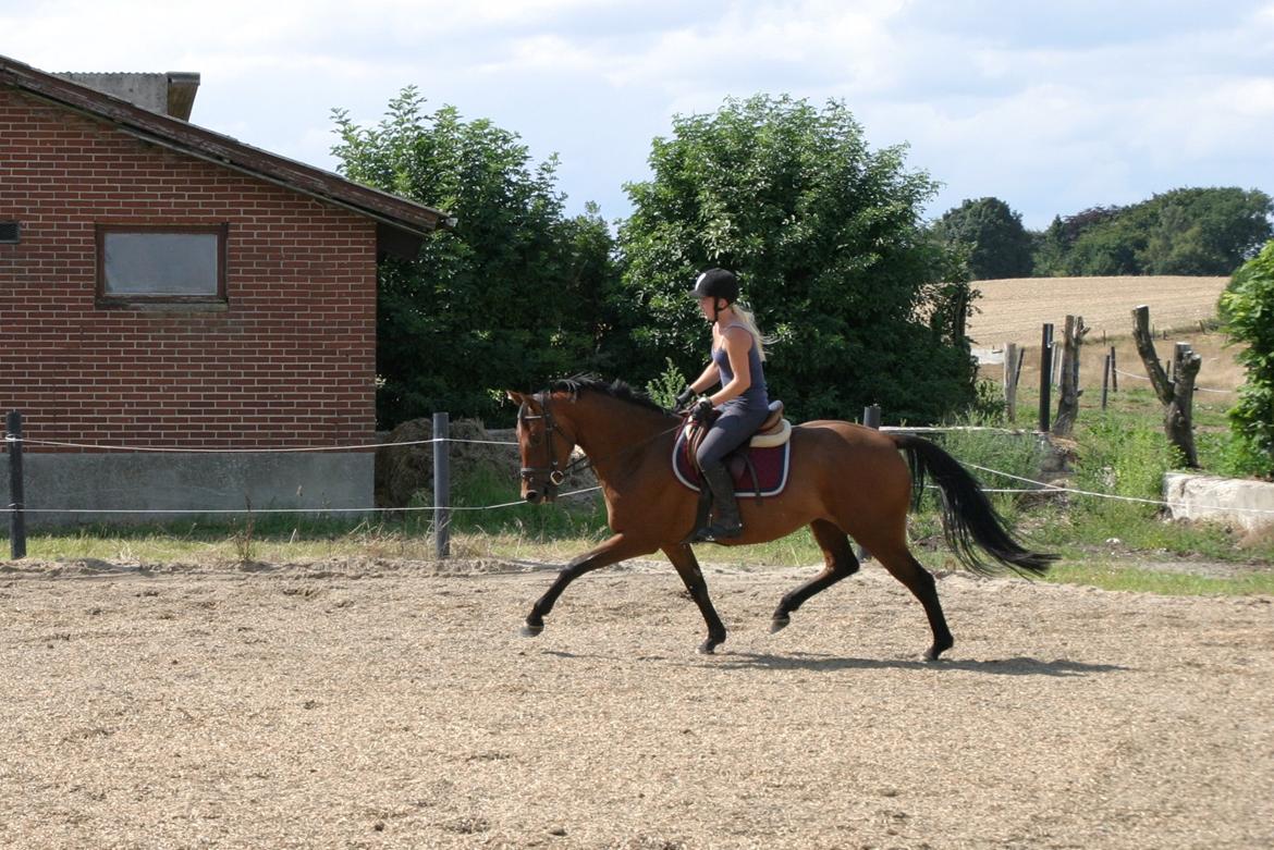 Dansk Varmblod ellemosens bella-fortuna - 5-8 anden gang ude , 7 gang med rytter  billede 2