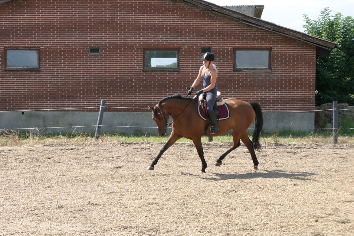 Dansk Varmblod ellemosens bella-fortuna - 5-8 anden gang ude , 7 gang med rytter  billede 4