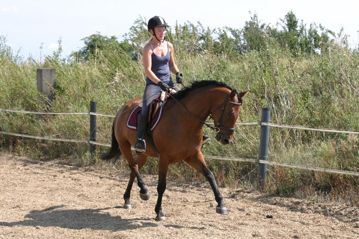 Dansk Varmblod ellemosens bella-fortuna - 5-8 anden gang ude , 7 gang med rytter  billede 5