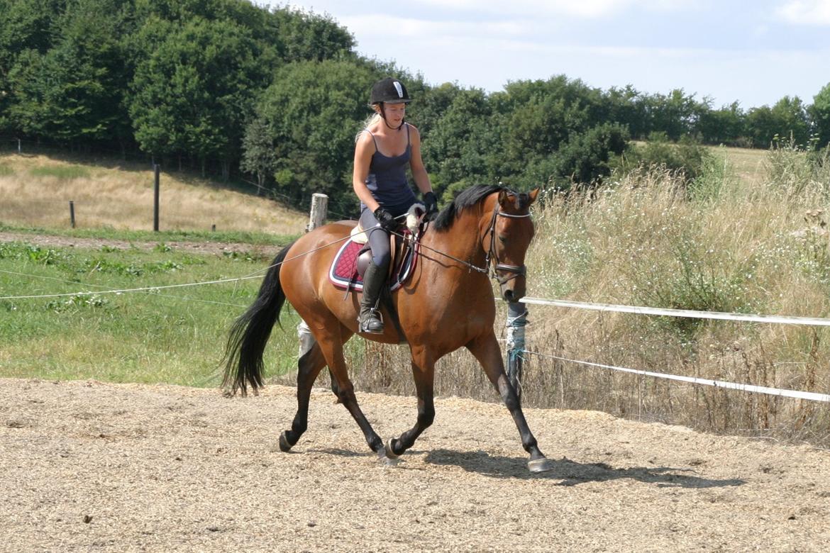 Dansk Varmblod ellemosens bella-fortuna - 5-8 anden gang ude , 7 gang med rytter  billede 6