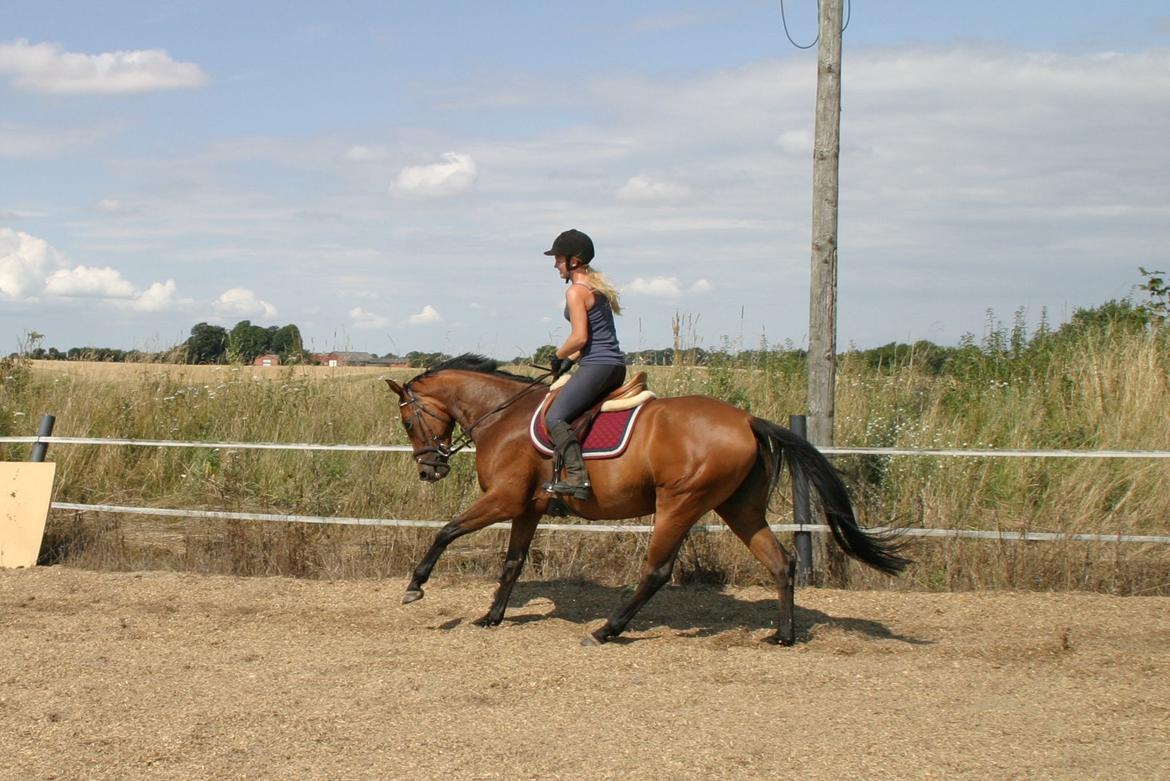 Dansk Varmblod ellemosens bella-fortuna - 5-8 anden gang ude , 7 gang med rytter  billede 7
