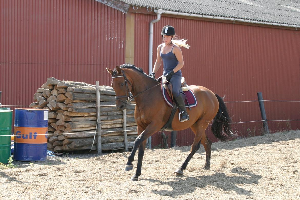 Dansk Varmblod ellemosens bella-fortuna - 5-8 anden gang ude , 7 gang med rytter  billede 8