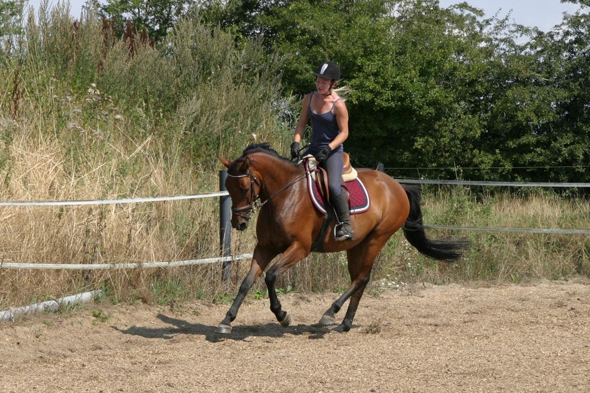 Dansk Varmblod ellemosens bella-fortuna - 5-8 anden gang ude , 7 gang med rytter  billede 9