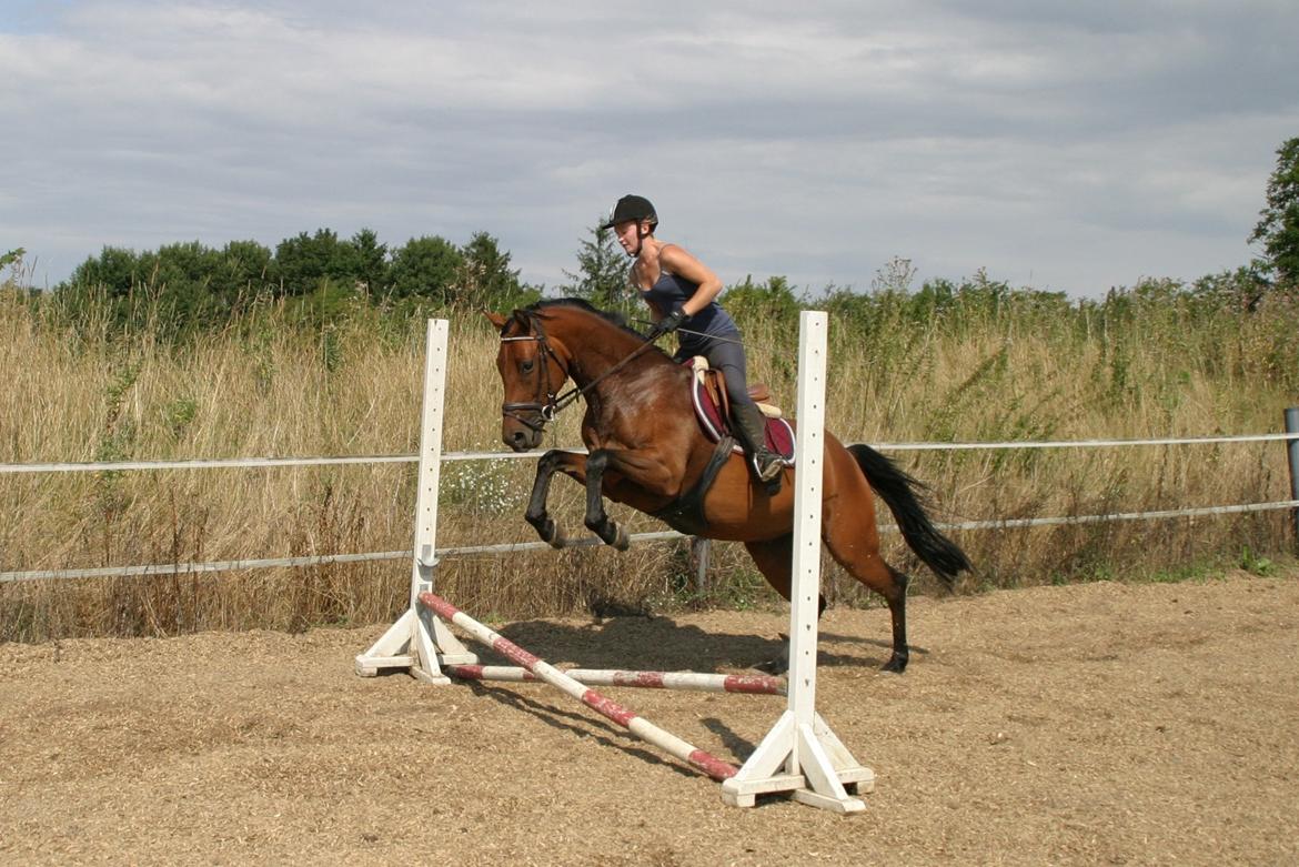 Dansk Varmblod ellemosens bella-fortuna - 5-8 anden gang ude , 7 gang med rytter  billede 3