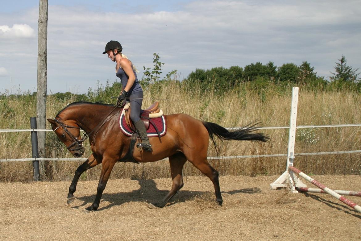 Dansk Varmblod ellemosens bella-fortuna - 5-8 anden gang ude , 7 gang med rytter  billede 1