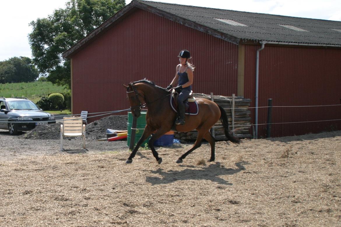Dansk Varmblod ellemosens bella-fortuna - 5-8 anden gang ude , 7 gang med rytter  billede 10