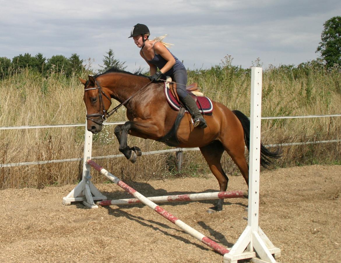 Dansk Varmblod ellemosens bella-fortuna - 5-8 anden gang ude , 7 gang med rytter  billede 11