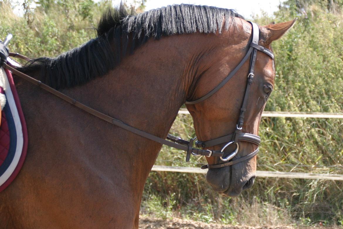 Dansk Varmblod ellemosens bella-fortuna - 5-8 smukke bella billede 12