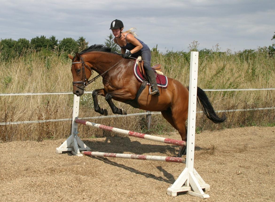 Dansk Varmblod ellemosens bella-fortuna - 5-8 anden gang ude , 7 gang med rytter  billede 13