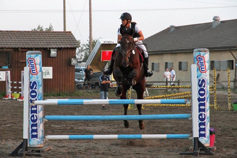 Dansk Varmblod FIGHTER - LB** på Fredemarksgaard billede 20