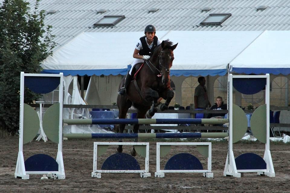 Dansk Varmblod FIGHTER billede 14