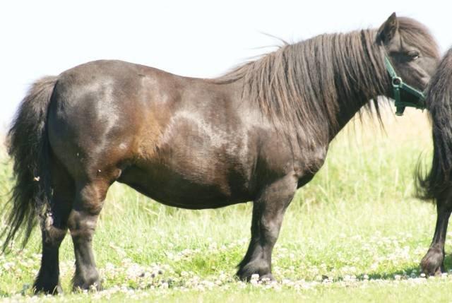 Shetlænder Feldholm's Cherí billede 2