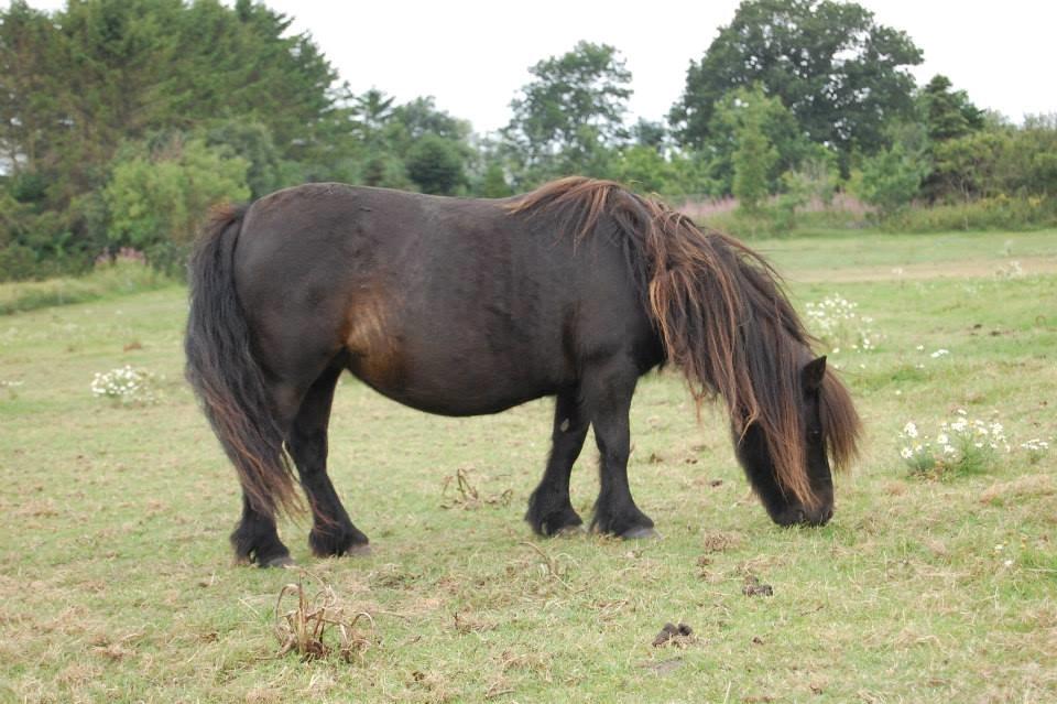 Shetlænder Feldholm's Cherí billede 4