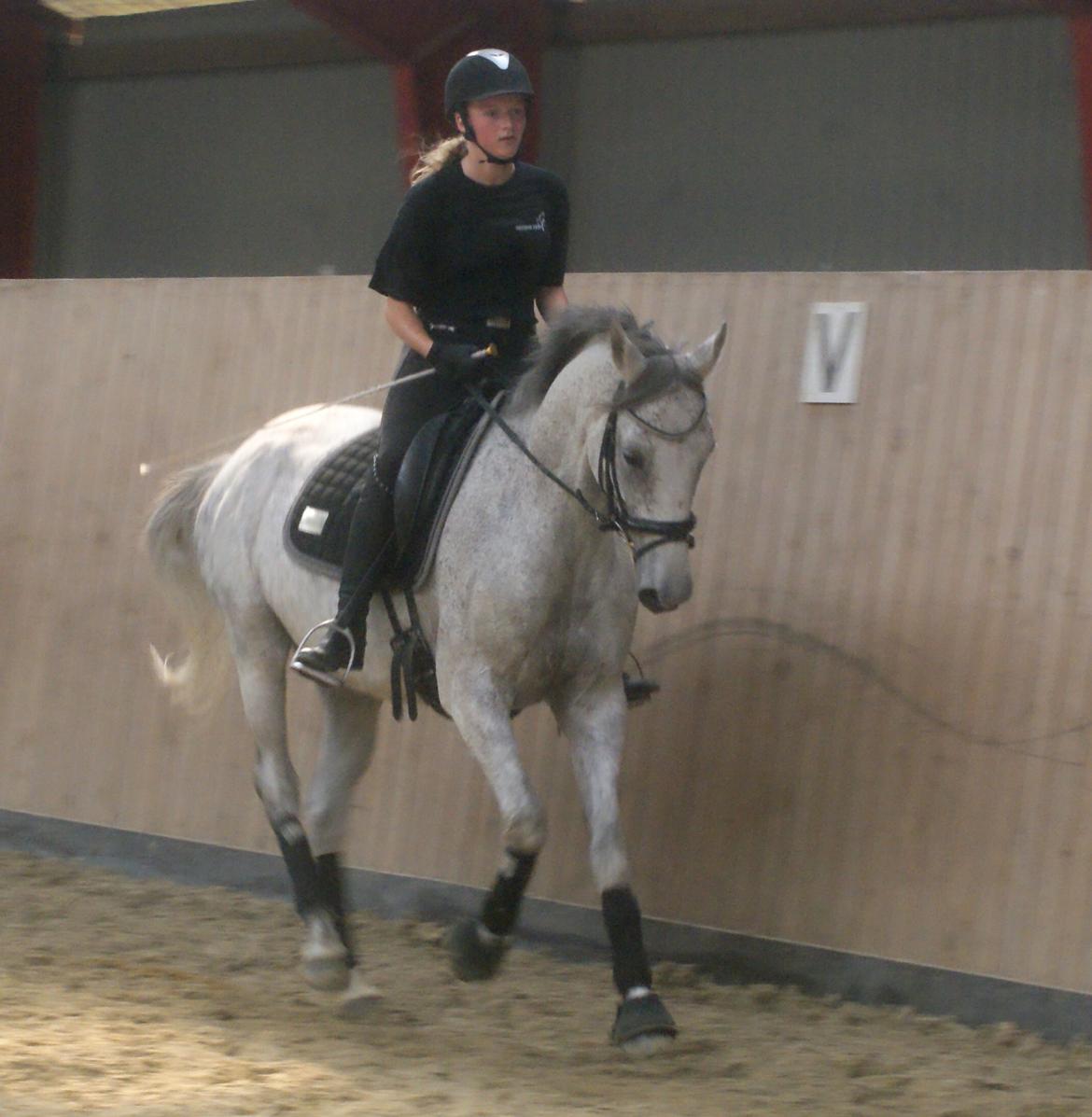 Anglo Araber (AA) Hedevangs Galilea - August 2014 - dressurtræning. Foto: Anne Rafn billede 25
