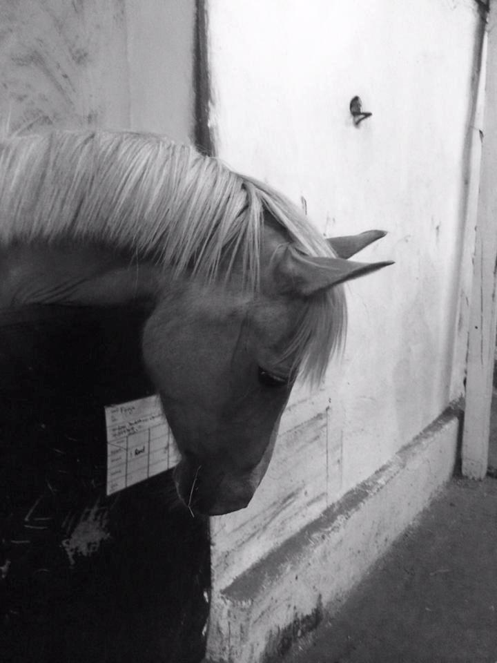 Anden særlig race Fenja billede 14