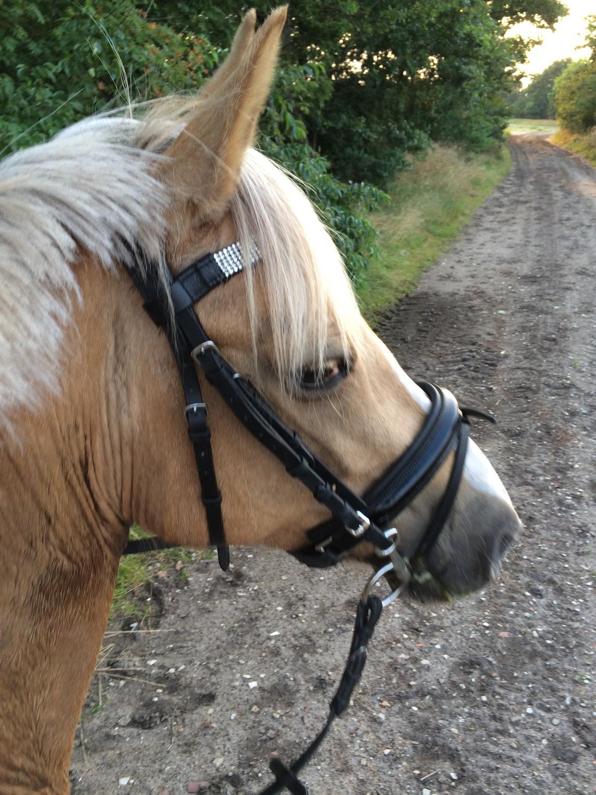 Anden særlig race Fenja billede 15