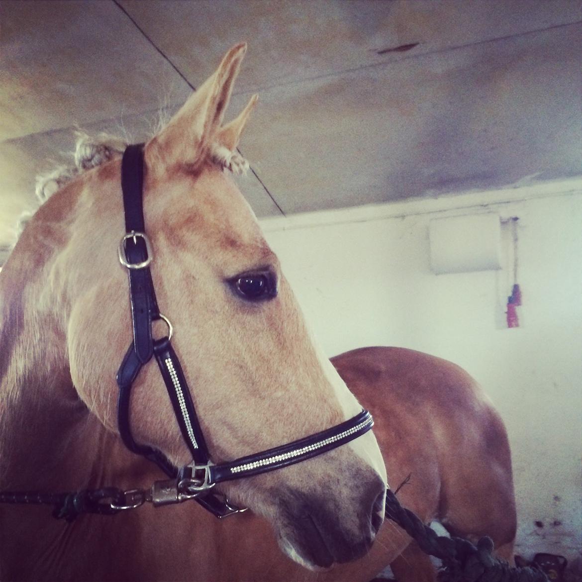 Anden særlig race Fenja billede 17