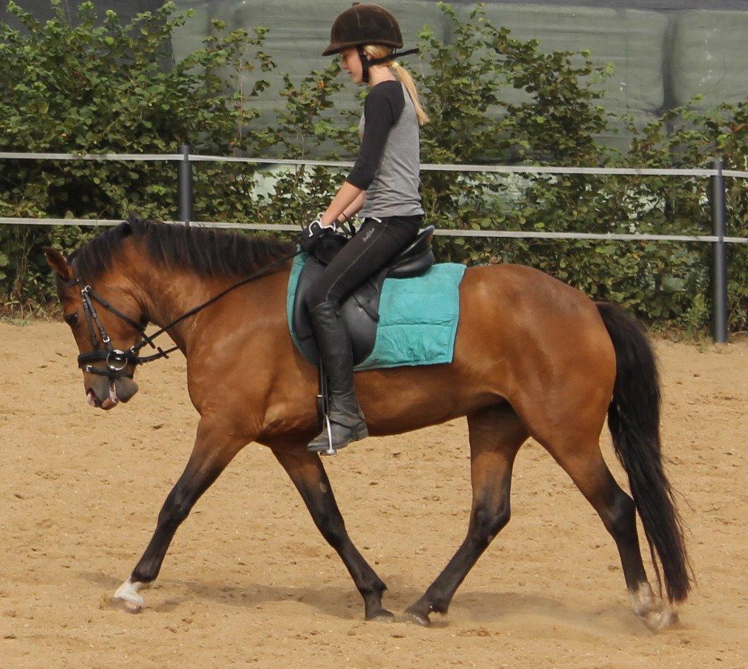 New Forest Odbjergs Elstar billede 30