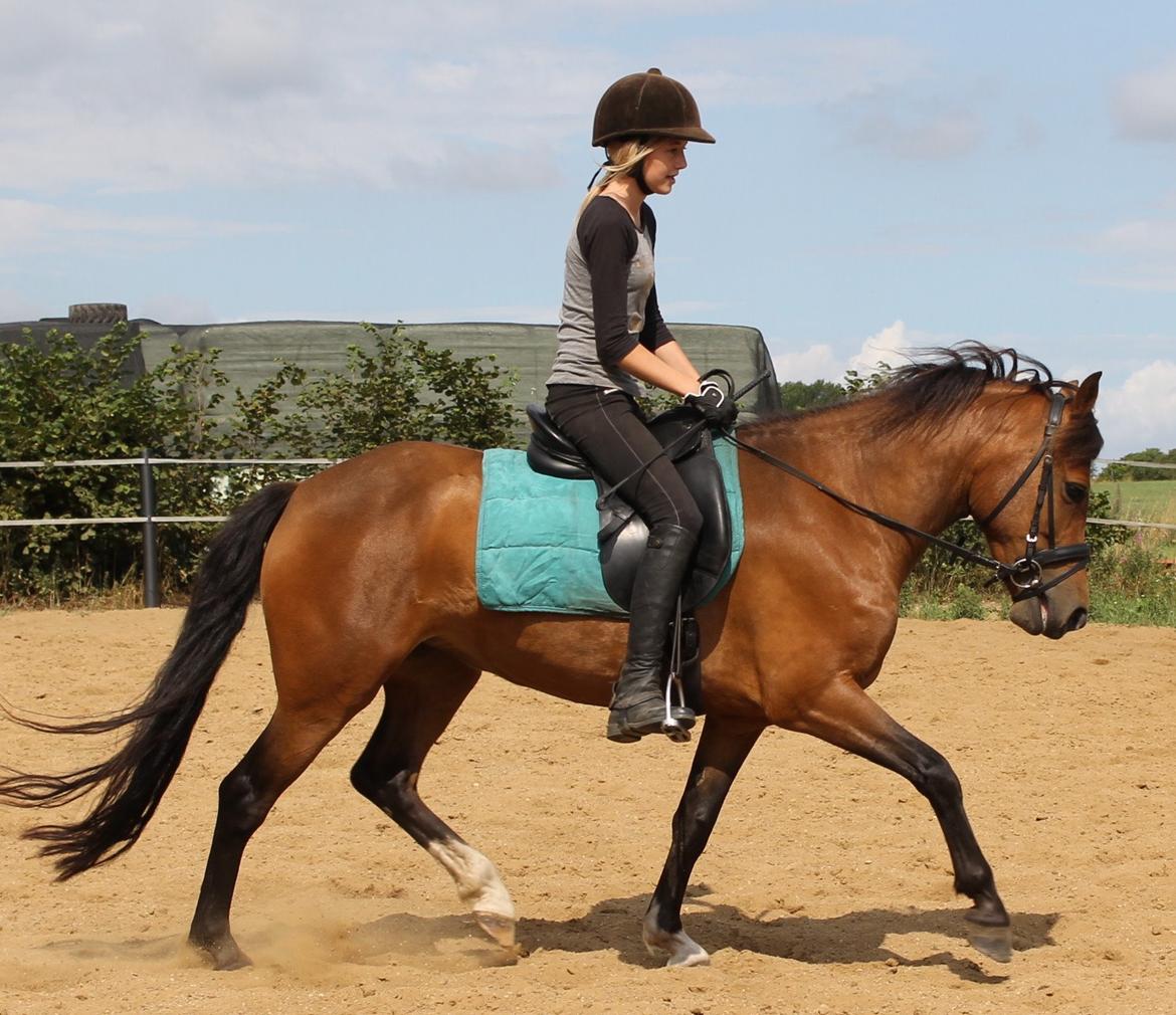 New Forest Odbjergs Elstar billede 32