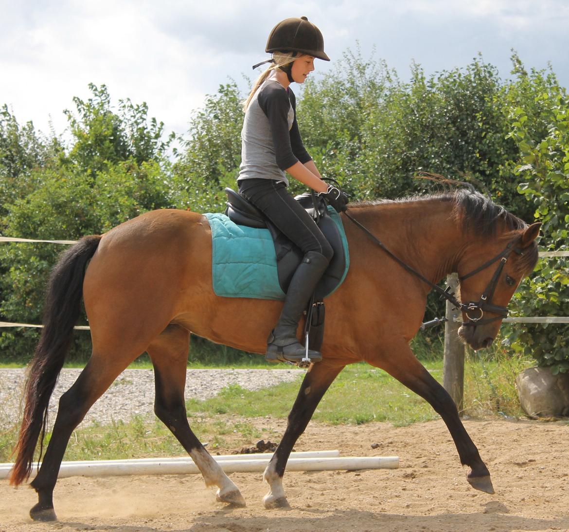 New Forest Odbjergs Elstar billede 33