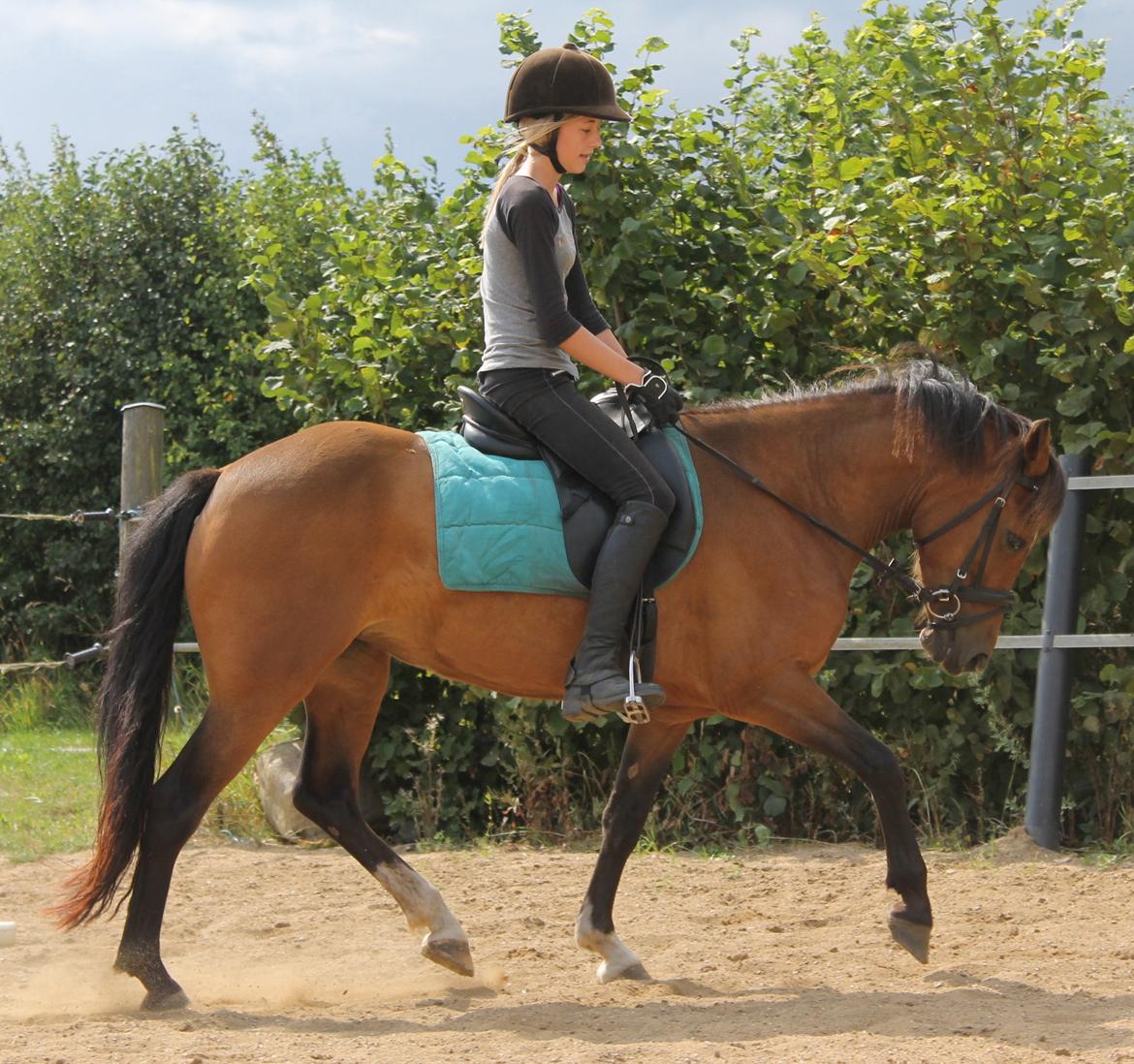 New Forest Odbjergs Elstar billede 34