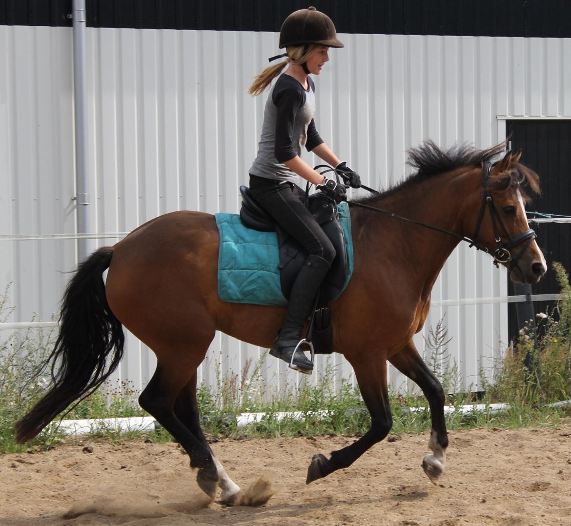 New Forest Odbjergs Elstar billede 35