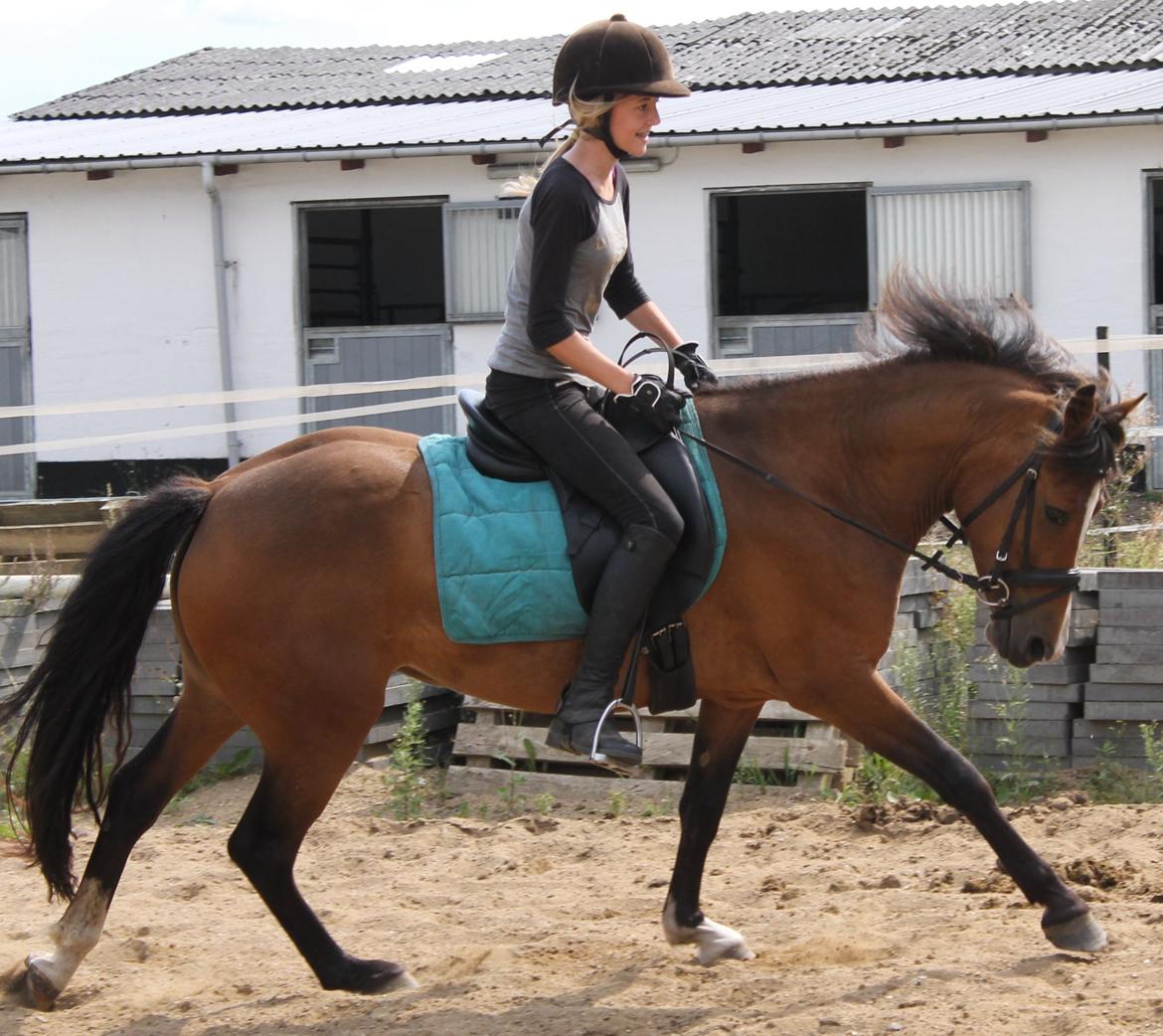 New Forest Odbjergs Elstar billede 36