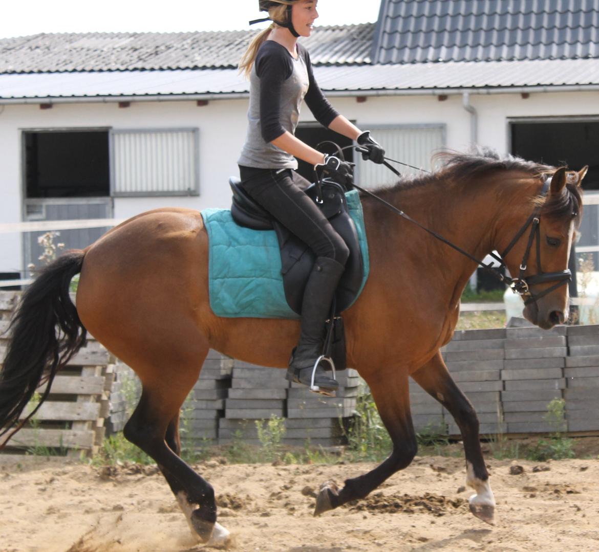 New Forest Odbjergs Elstar billede 1