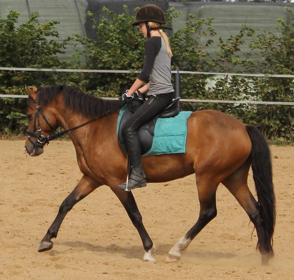 New Forest Odbjergs Elstar billede 31