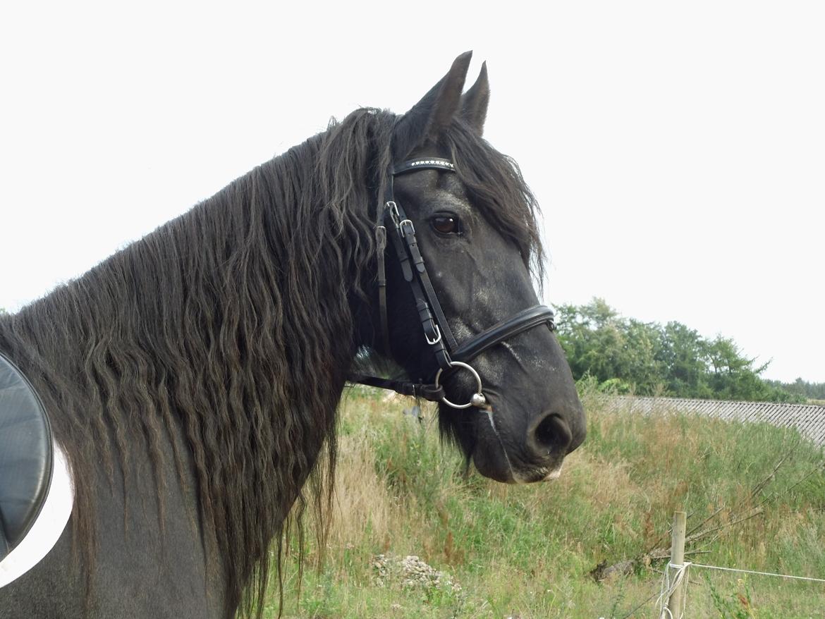 Frieser Frisko [ Himmelhest ] - Min Dreng<3 billede 6