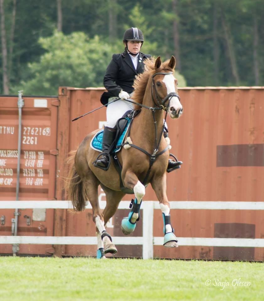 Dansk Varmblod Zico San *solgt* billede 25