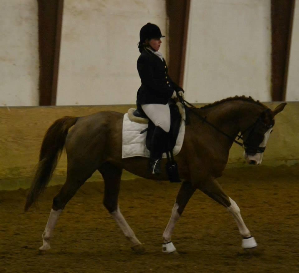 Dansk Varmblod Zico San *solgt* billede 29