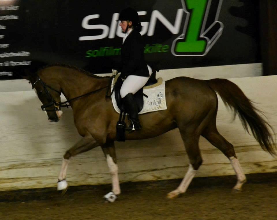 Dansk Varmblod Zico San *solgt* billede 30